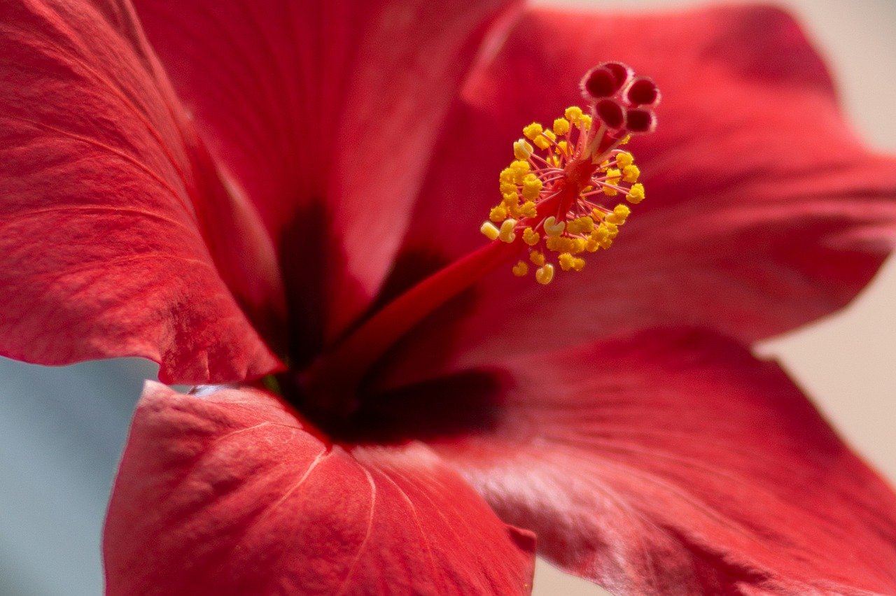 ᐅ Warum blüht mein Gartenhibiskus nicht?