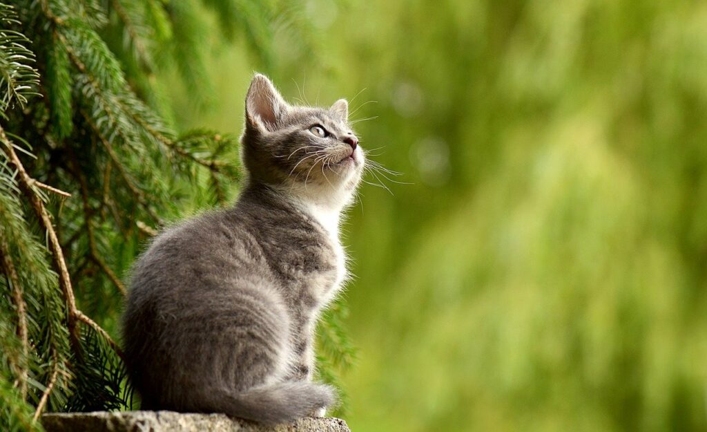 Katze draußen Kitten Garten katzenfreundlich gestalten