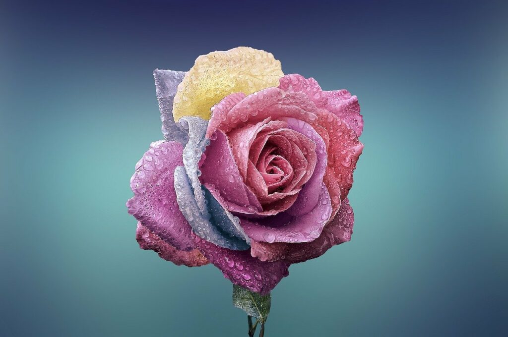 Rose Blume Liebe Pflanzen bestimmen lernen Tipps und Tricks für Anfänger