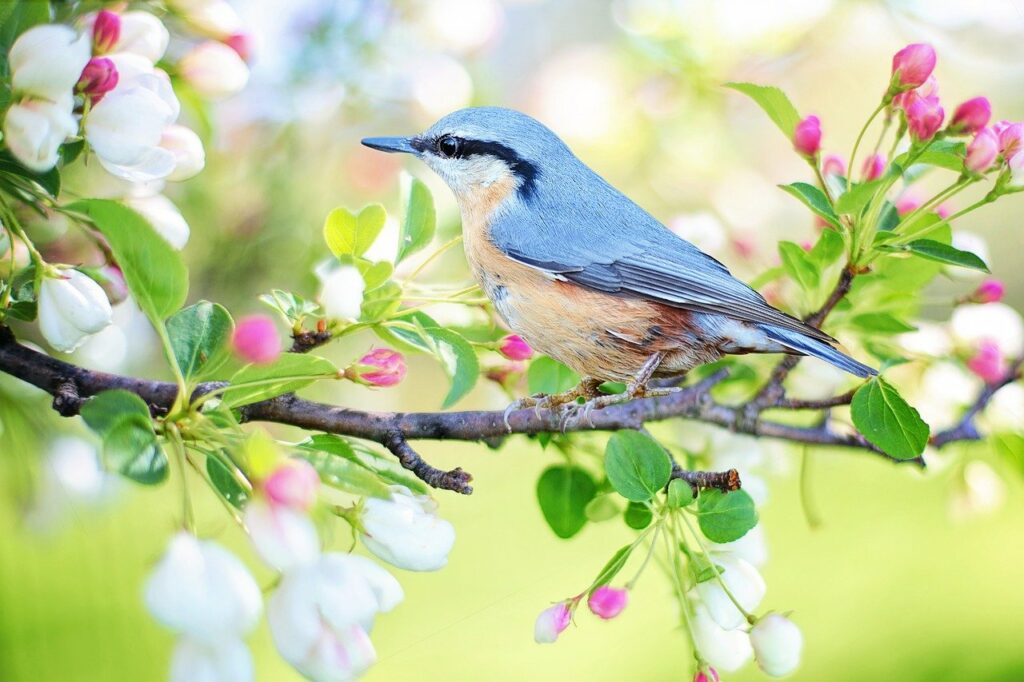 Vogel sitzt auf Zweig Vögel im Garten füttern und anlocken So gelingt es!