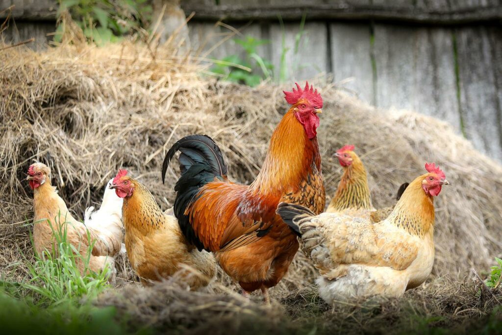 Hahn und Hennen im Garten Hühner im Garten halten Tipps und Tricks