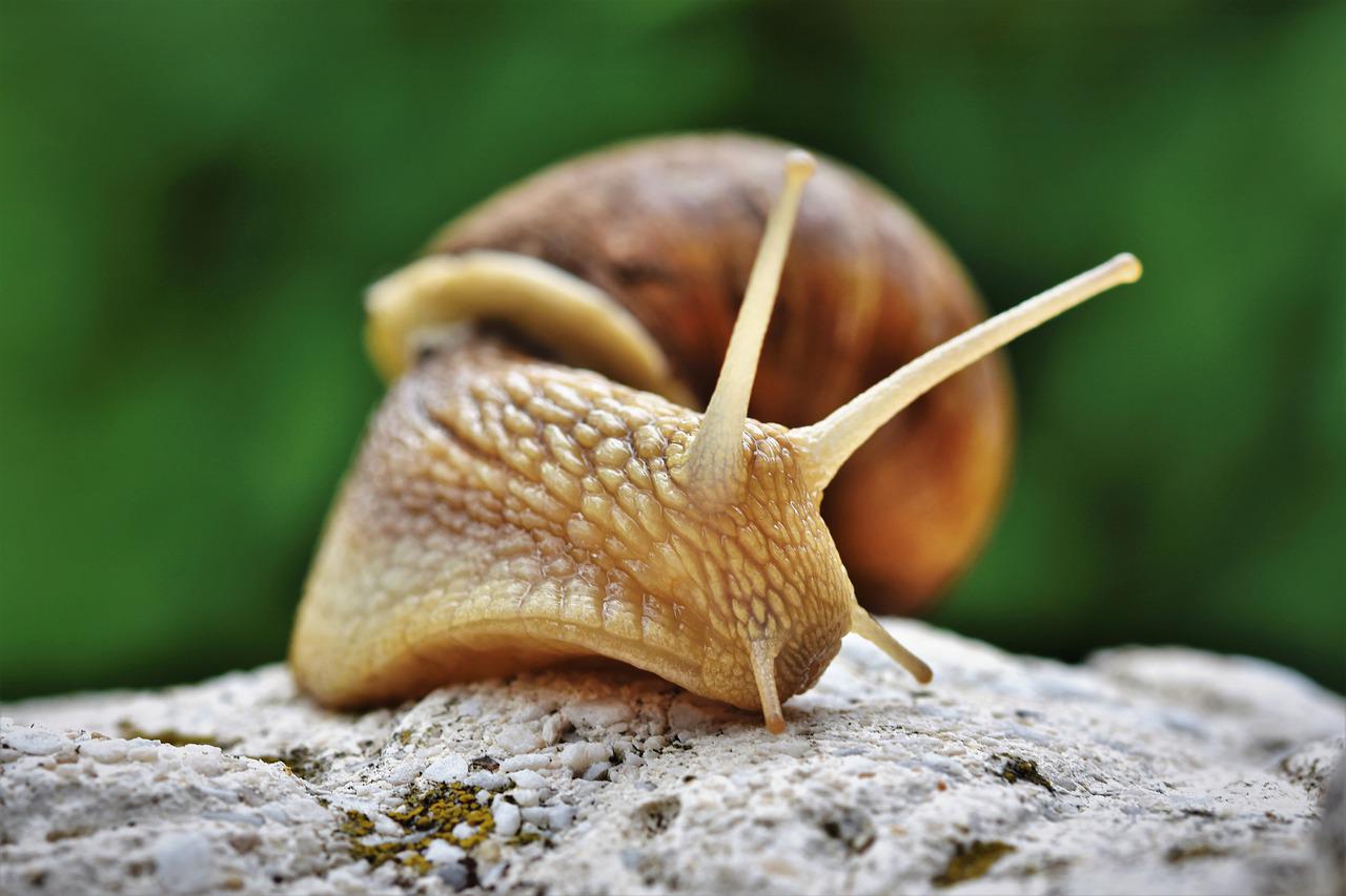 ᐅ Schnecken im Hochbeet bekämpfen und fernhalten