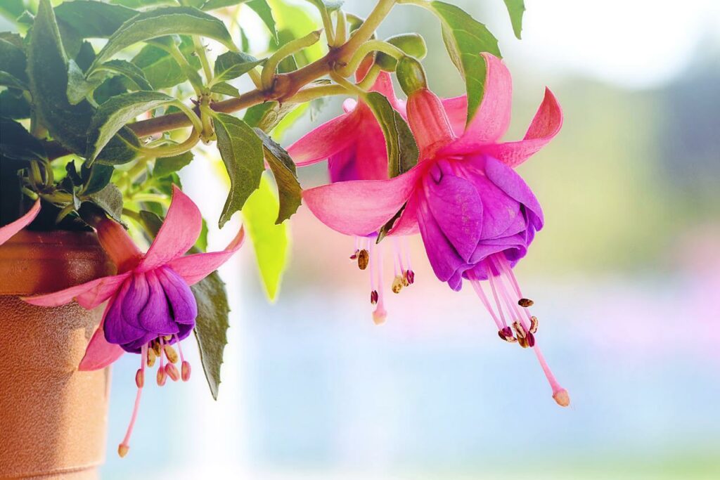 rosa Blume blüht Pflanzen, die sich ideal auf dem Balkongarten machen