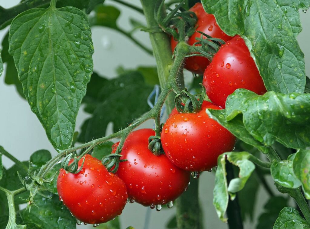 saftige Tomaten wachsen am Strauch