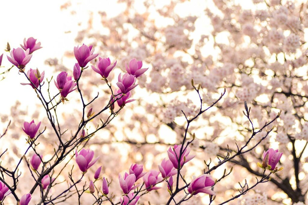 Baum Magnolie Kirschblüten Magnolienbaum pflanzen Was beachten
