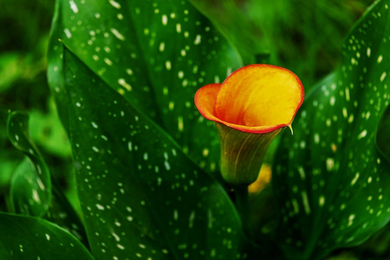 ᐅ CallaLilie im Garten anpflanzen und Pflege