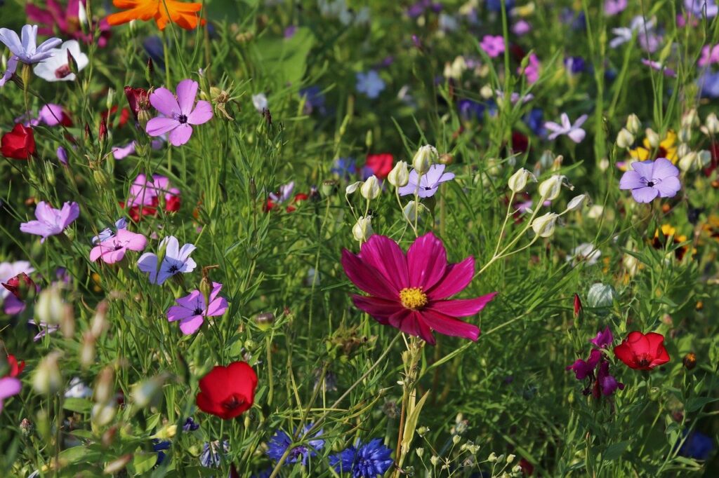 Garten Blume Wiese Natur Pflege von Gartenscheren Reinigung, schärfen und mehr
