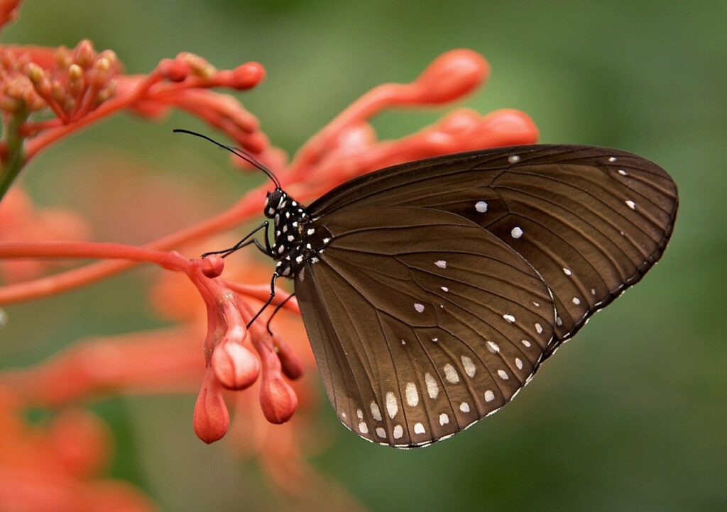 schöner Schmetterling sitzt auf Blume Schmetterlingsgarten anlegen Diese Pflanzen überzeugen!