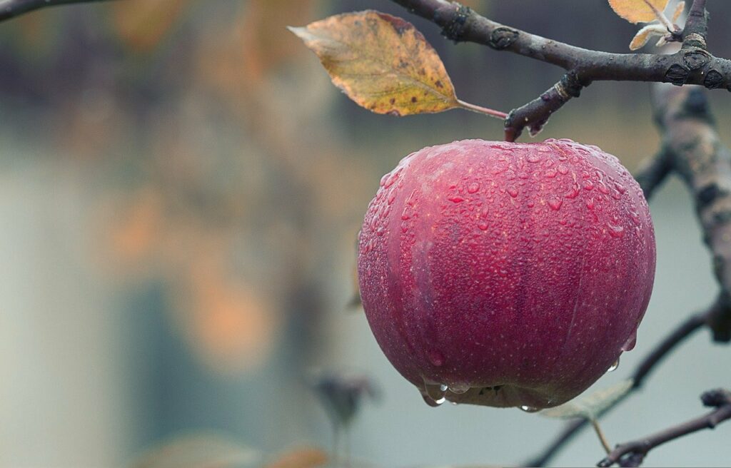 Apfel lecker saftig Apfelwickler bekämpfen Mit Hausmitteln oder wie
