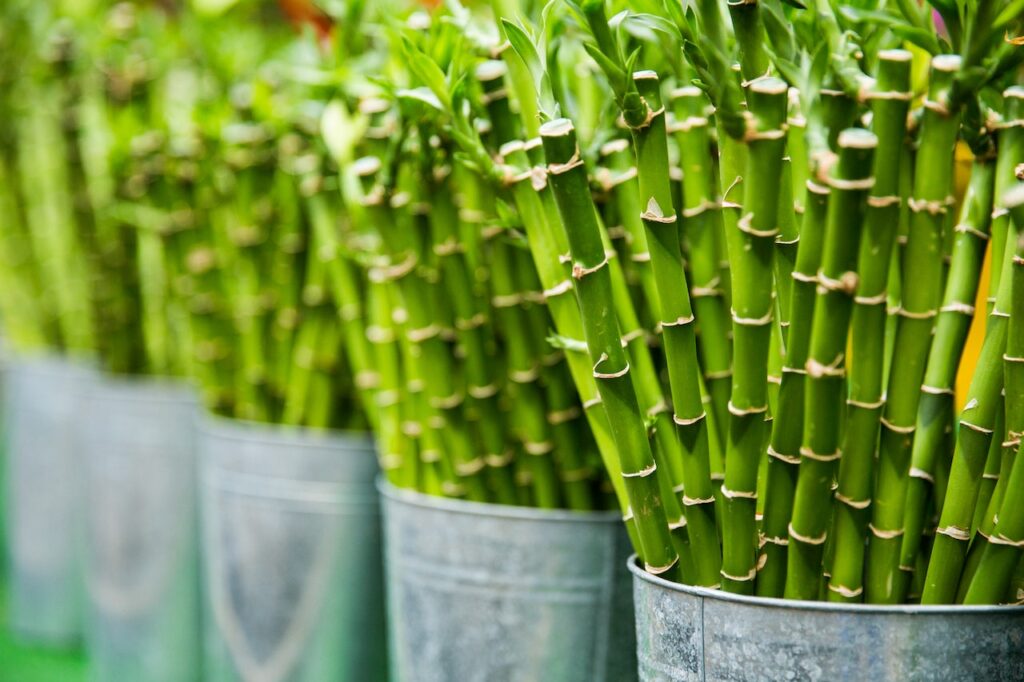 Bambusstock Material Nachhaltiger geht es kaum Bambus rückt als Baustoff immer mehr in den Vordergrund