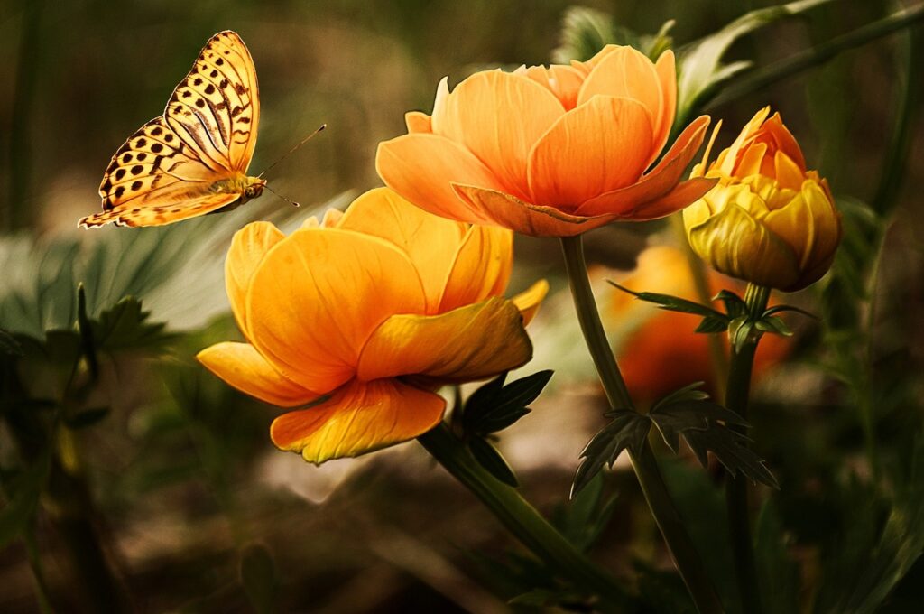 Blumen hübsch Schmetterling Blumenzwiebeln aussetzen – was ist zu beachten