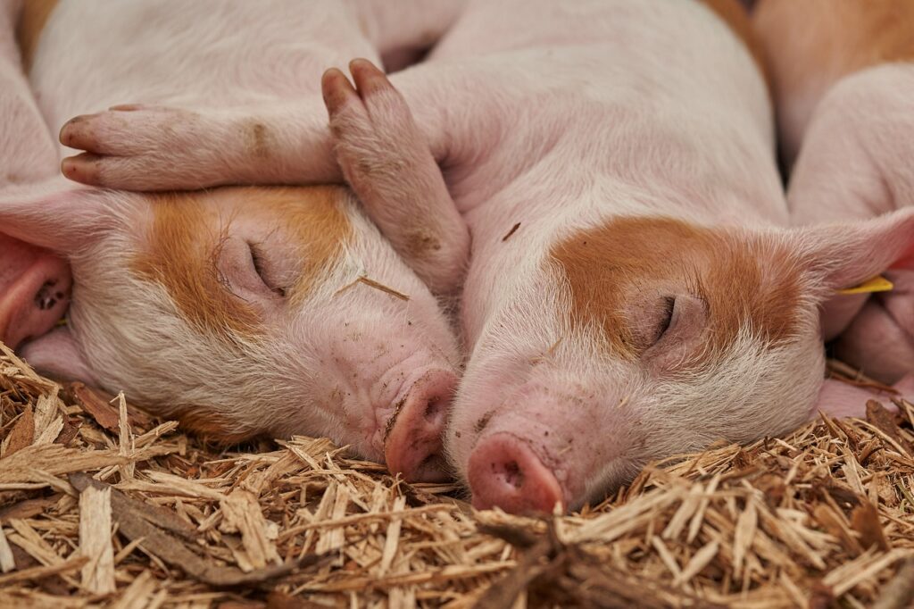 Schwein Säugetier Landwirt Warum Massentierhaltung kein nachhaltiges Modell ist