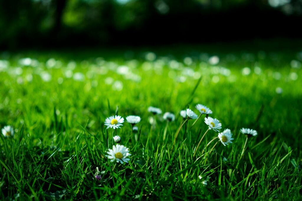 Garten Rasen Gänseblümchen Naturgarten Darum sind Rumpelecken im Garten nicht immer eine gute Idee