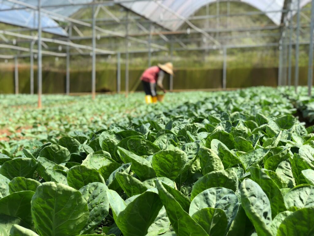 Gartenarbeit Gewächshaus desinfizieren – so bleibt es sauber