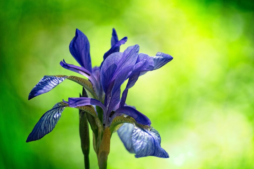 Schwertlilie Nahaufnahme Schwertlilien schneiden nach der Blüte – so geht’s richtig