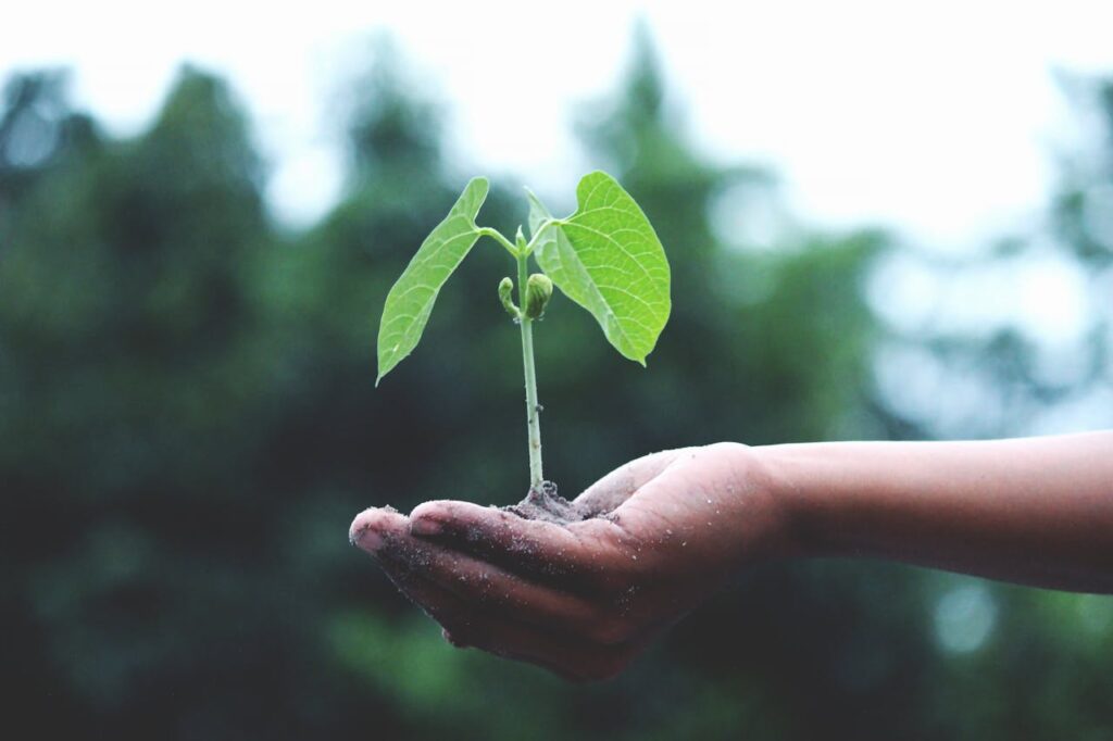 Gärtner kleine Pflanze in der Hand Hochbeet anlegen Schritt für Schritt – So geht es