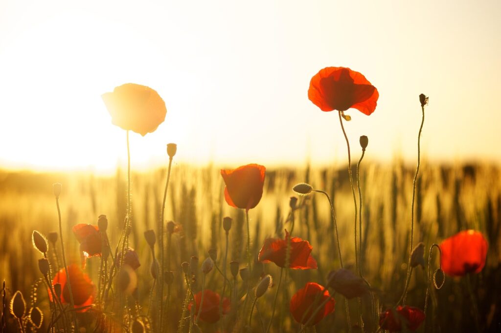 Feld Sonne Pflanzen Wie wird man Garten-Influencer