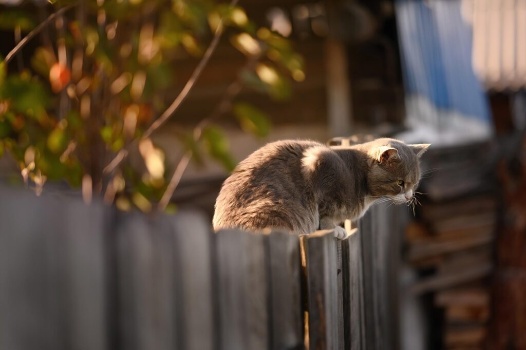 Katze klettert auf Zaun Zaunanlagen für den Garten Ein Überblick