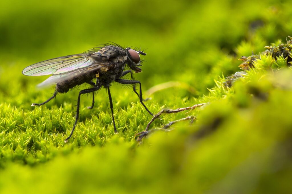 Fliege sitzt auf Moos Herbstzeit ist Insektenzeit So gelingt der Schutz von Wohnung und Wintergarten