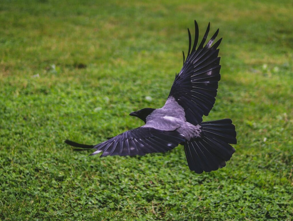 Krähe fliegt über Rasen Garten Krähen im Garten – gut oder schlecht