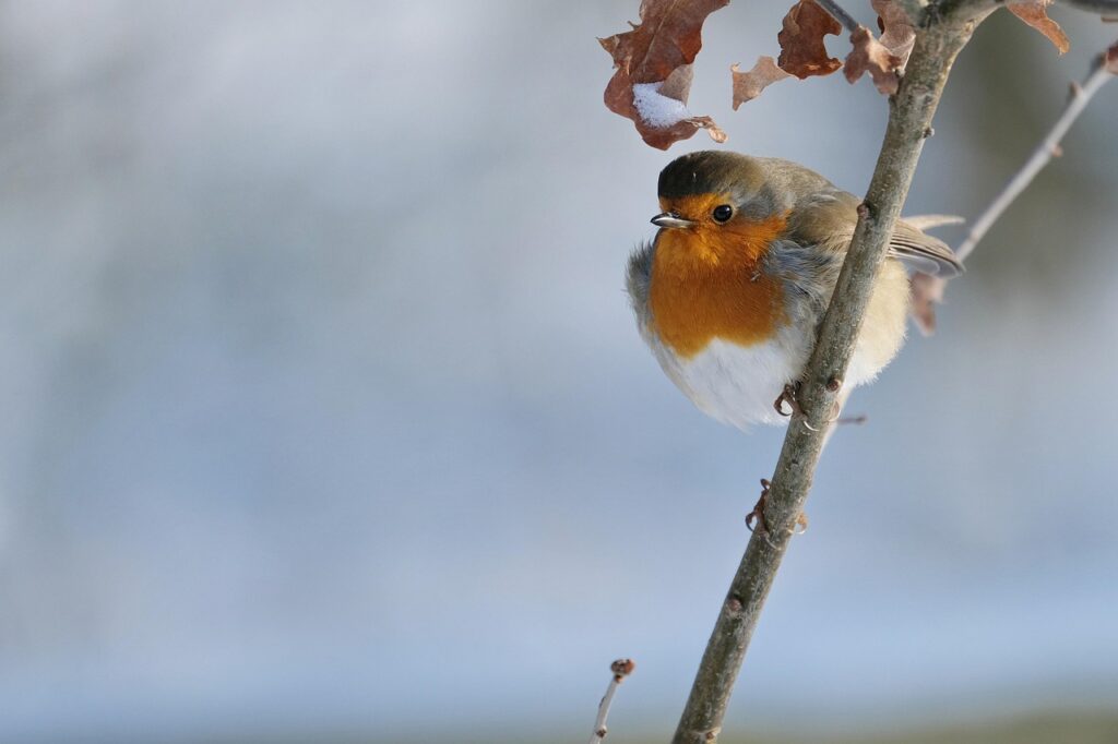 Rotkehlchen sitzt auf einem Ast Rotkehlchen im Garten – Ein umfassender Guide
