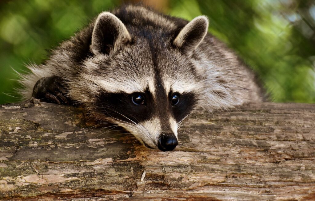 Waschbär Baum niedlich Waschbär im Garten – ein Überblick