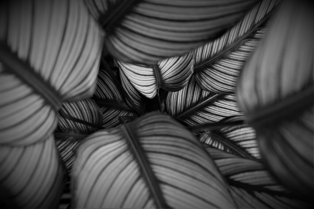 Zimmerpflanze Detail Struktur Calathea White Fusion Ratgeber zur Pflanze