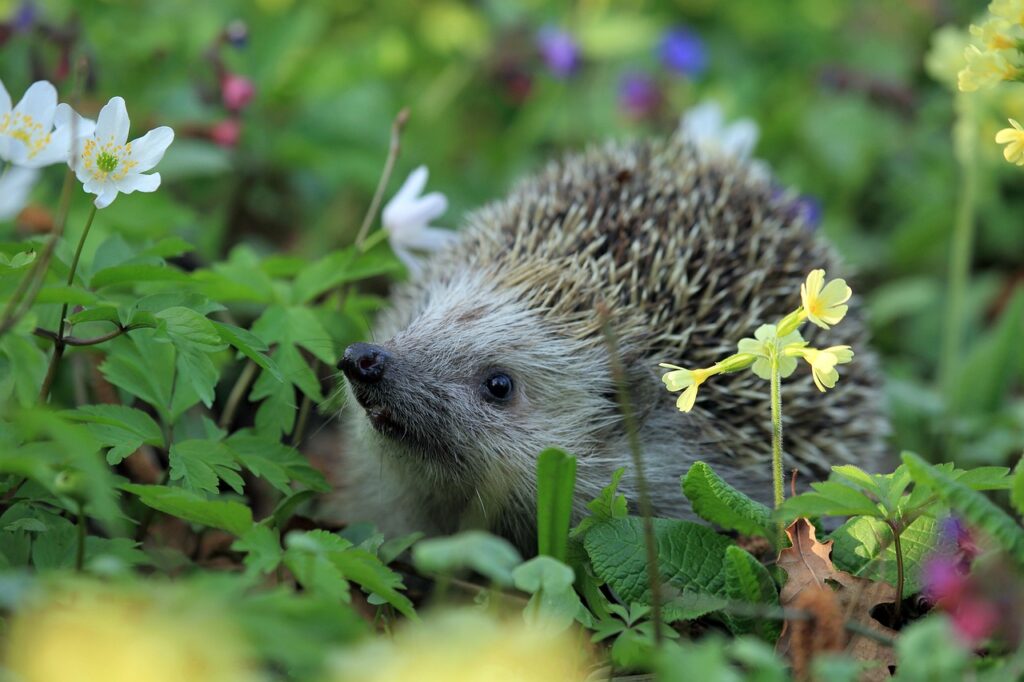 niedlicher Igel im Garten unterwegs Wasserquellen für Igel im Garten errichten – So hilfst du den kleinen Gartenbewohnern